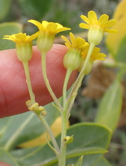 Othonna parviflora