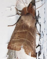 Eupsilia devia