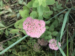 Hylotelephium maximum × spectabile