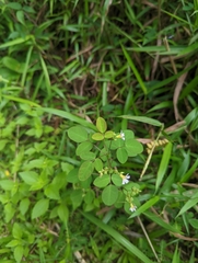 Oxalis barrelieri