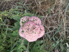 Hylotelephium maximum × spectabile