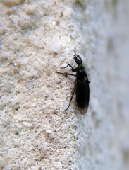 Dilophus febrilis