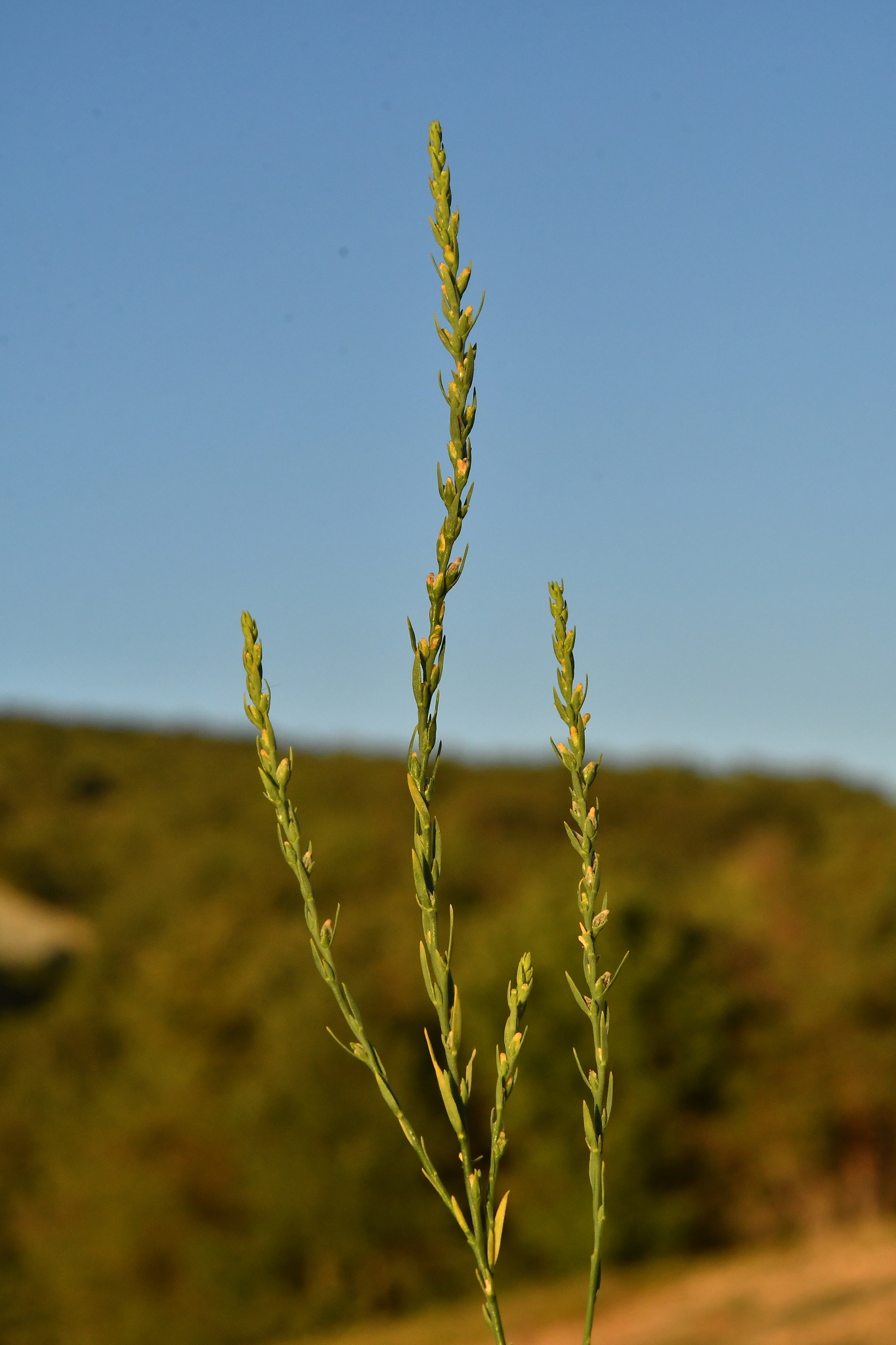 Thymelaea passerina