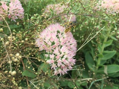 Hylotelephium maximum × spectabile