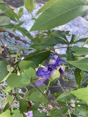 Passiflora
