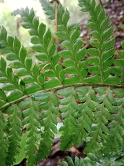 Polystichum aculeatum