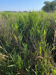 Panicum hemitomon