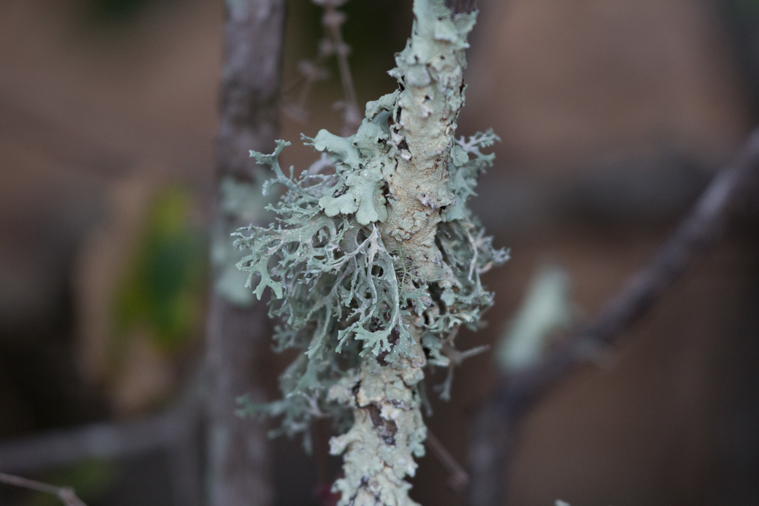 Evernia prunastri image