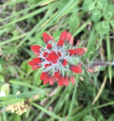 Castilleja
