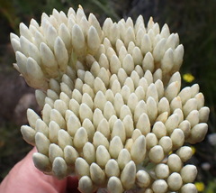 Syncarpha milleflora