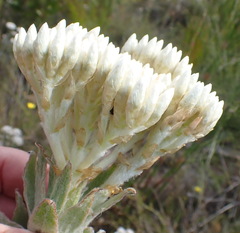 Syncarpha milleflora