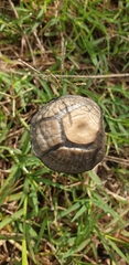 Panaeolus cinctulus