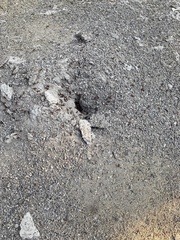 Pogonomyrmex barbatus