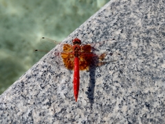 Trithemis kirbyi