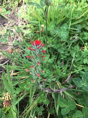 Castilleja