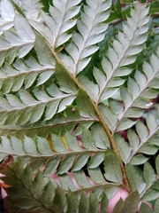 Polystichum aculeatum