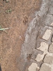 Thryonomys swinderianus