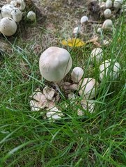 Agaricales