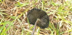 Panaeolus cinctulus