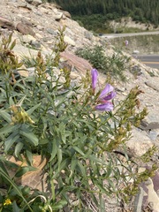 Penstemon lyallii
