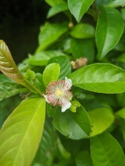 Tetracera indica