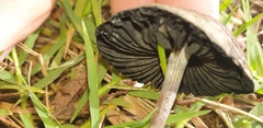 Panaeolus cinctulus