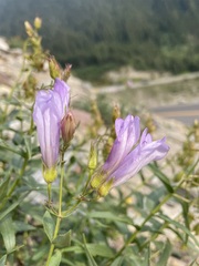 Penstemon lyallii