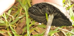 Panaeolus cinctulus
