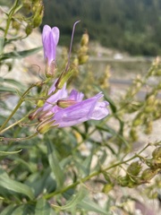 Penstemon lyallii