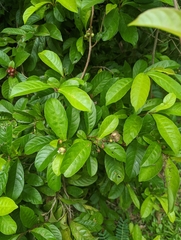 Tetracera indica