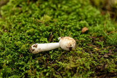 Hypomyces sichuanensis