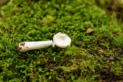 Hypomyces sichuanensis