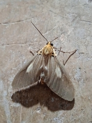 Asota plaginota