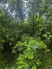 Tetracera indica