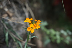 Erysimum
