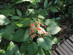 Clerodendrum japonicum