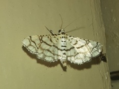 Hileithia rehamalis