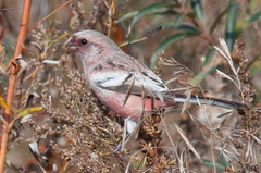 Carpodacus sibiricus