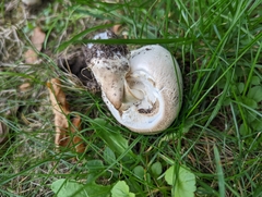 Agaricales