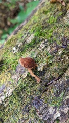 Flammulaster erinaceellus