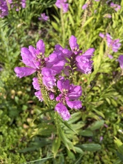 Physostegia