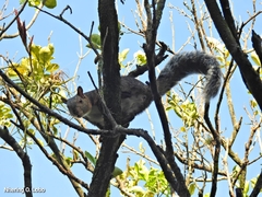 Sciurus variegatoides