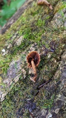 Flammulaster erinaceellus