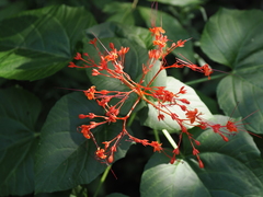 Clerodendrum japonicum