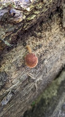 Flammulaster erinaceellus