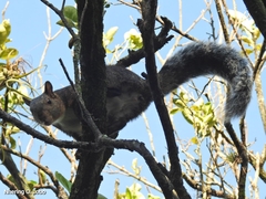 Sciurus variegatoides