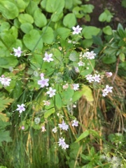 Valeriana montana