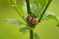 Astylus trifasciatus