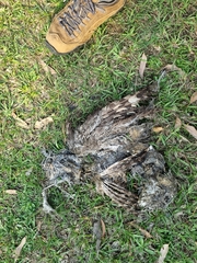 Bubo africanus africanus