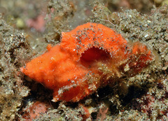 Chicomurex laciniatus